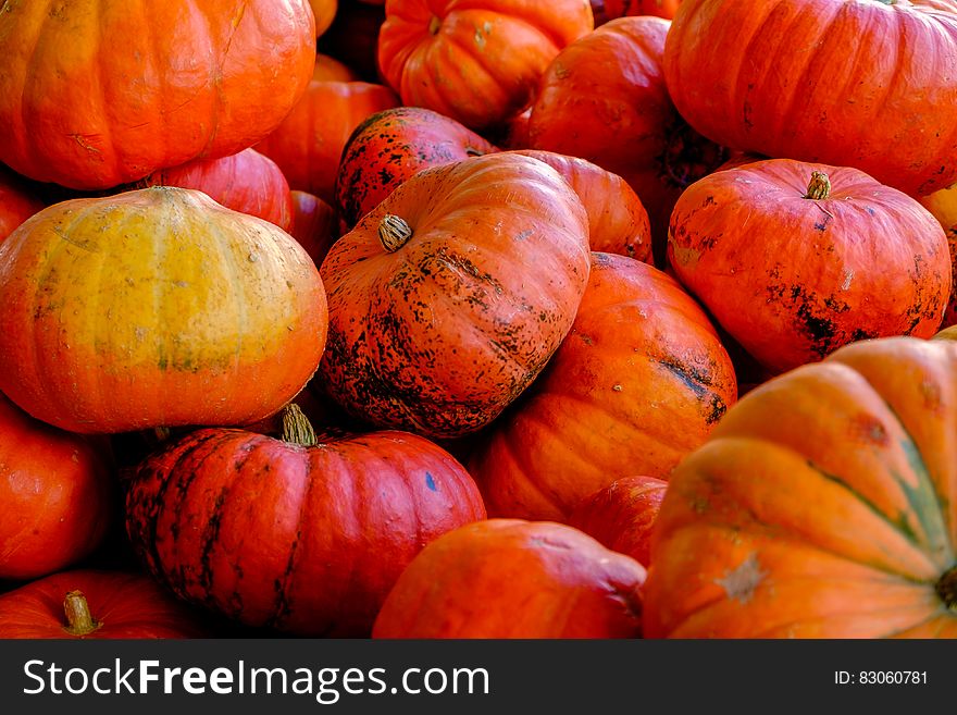 A pile of ripe orange pumpkins. A pile of ripe orange pumpkins.