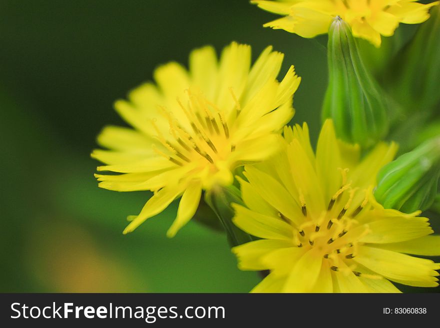 Yellow Petal Flower