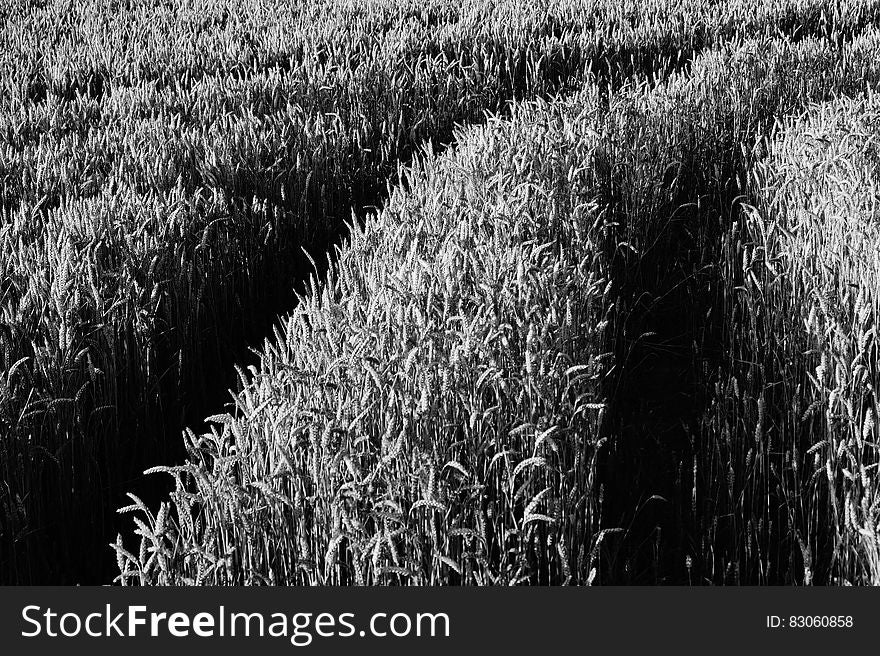 Grayscale Corn Fields During Daytime