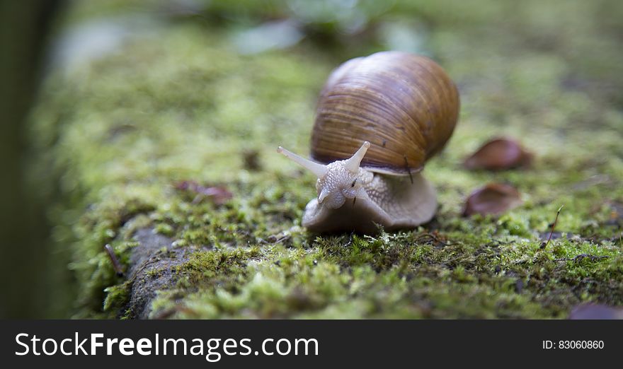 Macro close up of brown snail on mossy wood.
