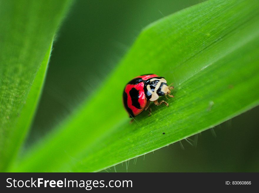 Black and Red Ladybug on Green Leaf