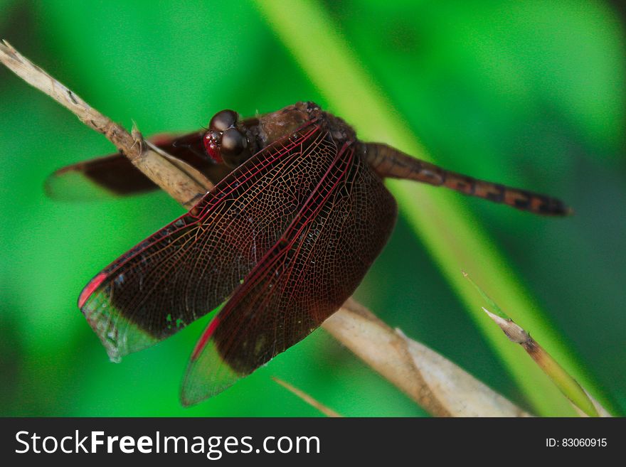 Red and Brown Dragonfly on Yellow Grass