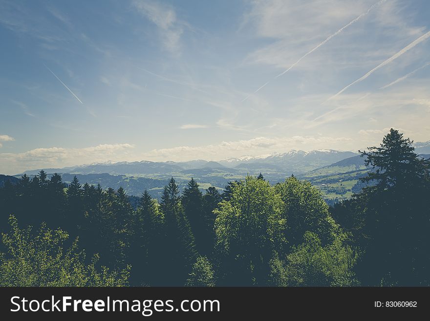 Trees Under Blue Sky During Daytime