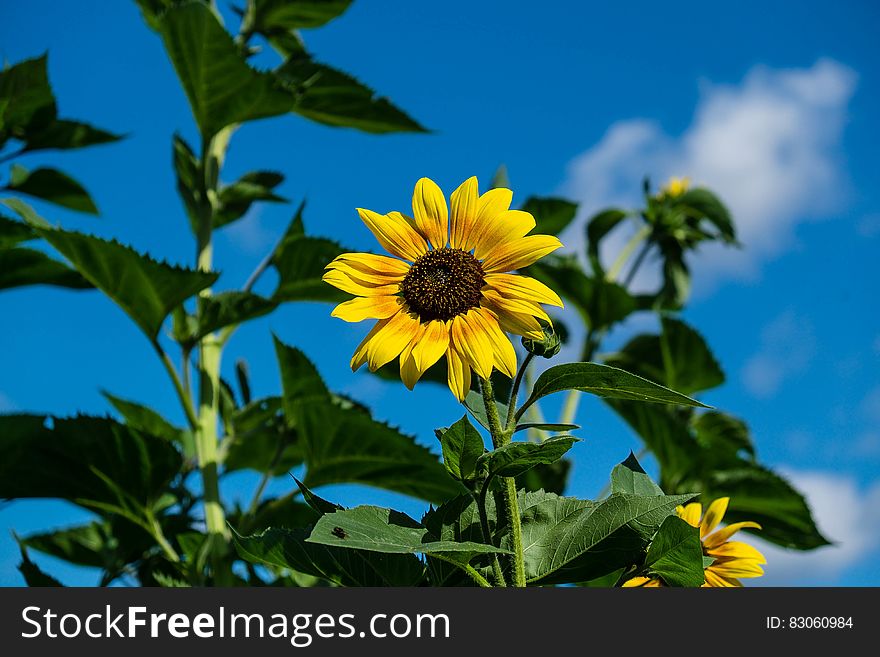 Sunflower blooms against blue skies in green field. Sunflower blooms against blue skies in green field.