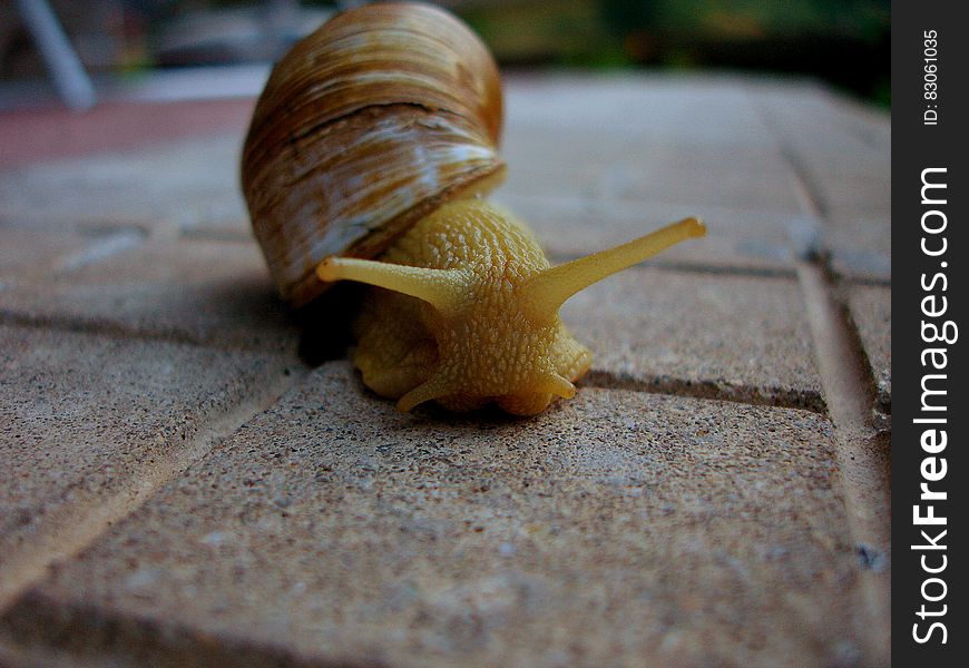 Macro Photo of Yellow Snail on Ground