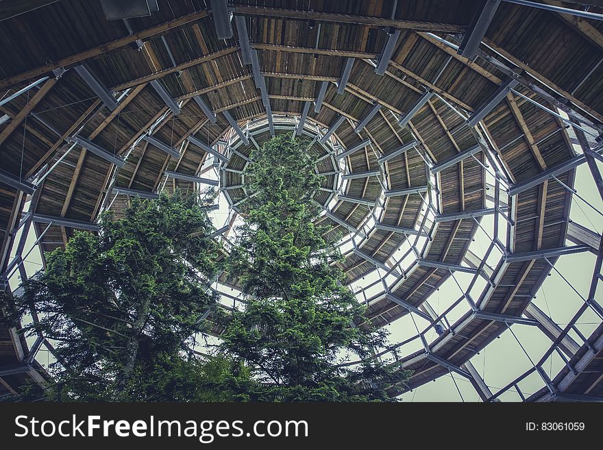 Brown Wooden Spiral Dome Building With Green Tree