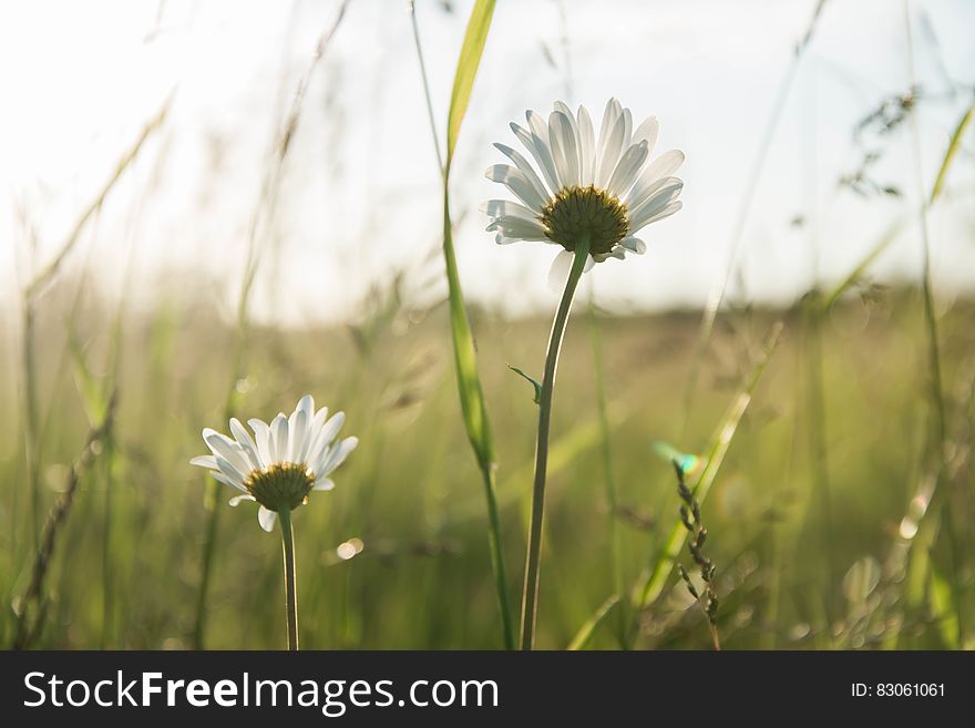 White Daisy