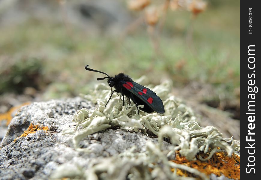 Black and Red Winged Insect Tilt Shift Lens Photography