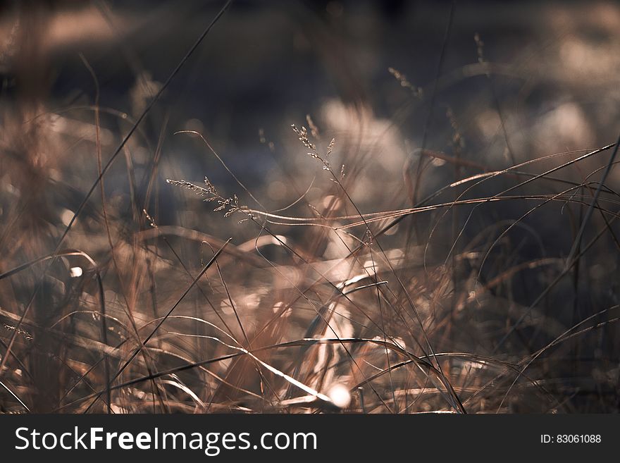 Brown Grass