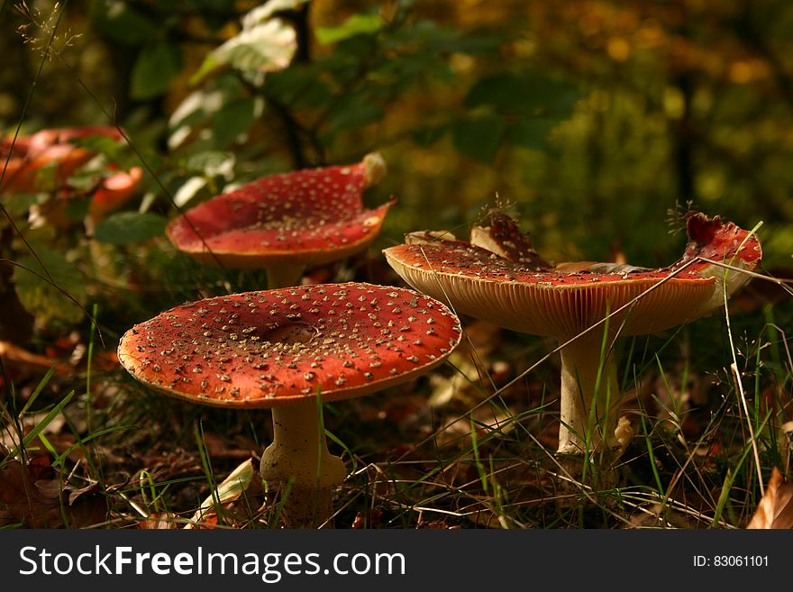 Shallow Focus Photography Of Orange And White Mushrooms During Daytime