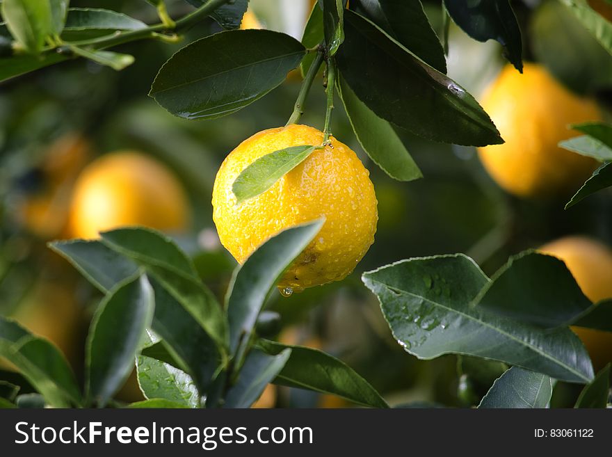 A close up of lemon fruit hanging on a tree branch. A close up of lemon fruit hanging on a tree branch.