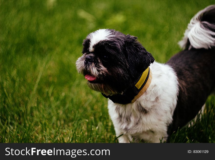 Black and White Short Hair Shih Tzu Dog on Green Grass