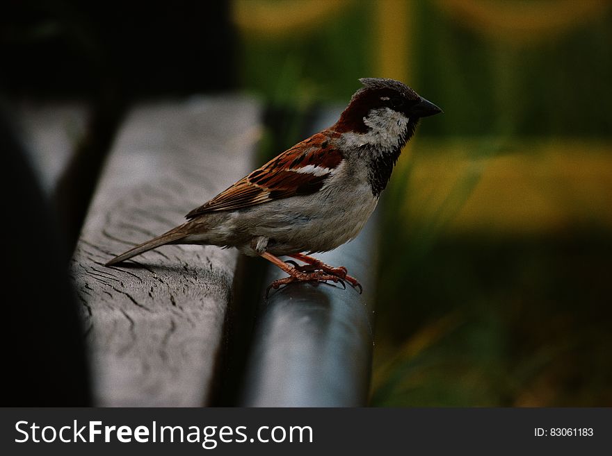 Sparrow Perched on Bench