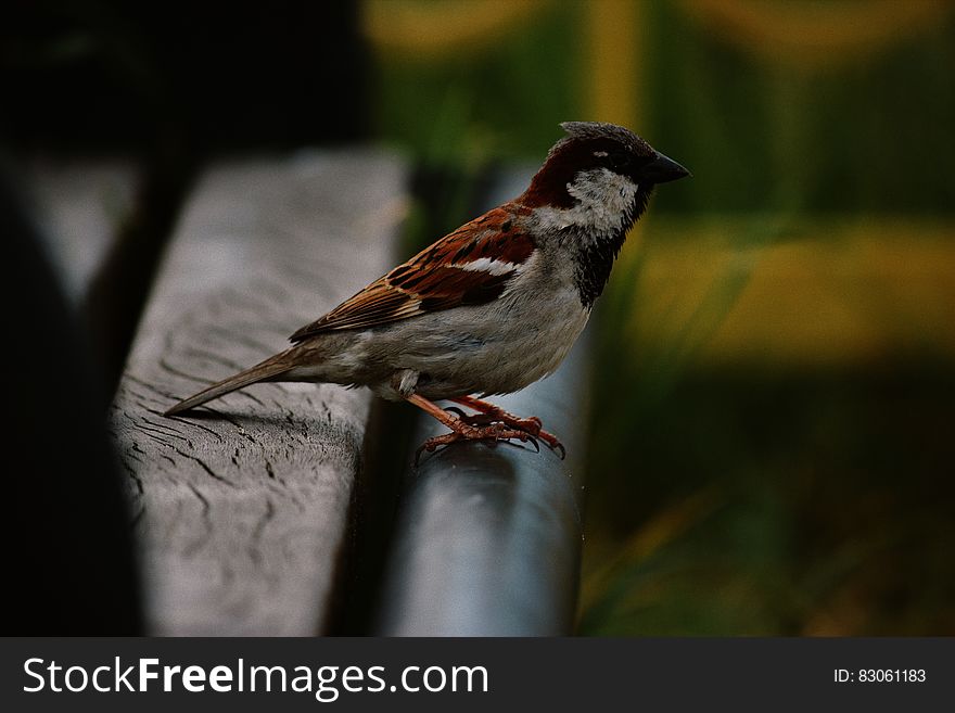 Sparrow Perched On Bench