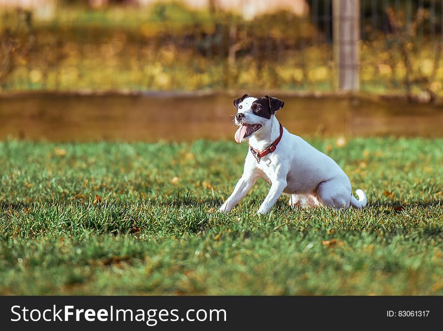 Dog Making Face While on Green Grass Field during Daytime