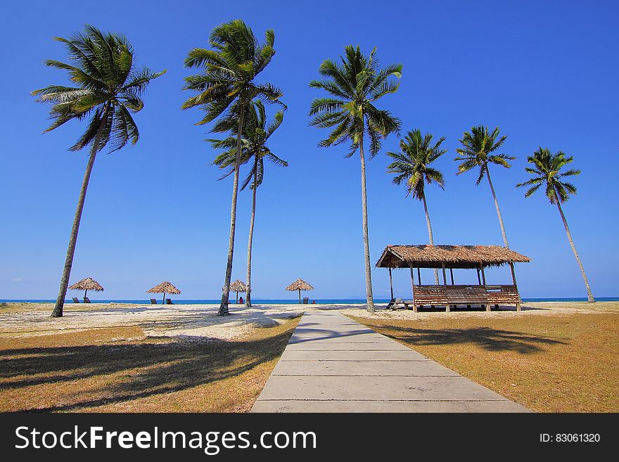 Coconut Trees Lined Near Sea at Daytime