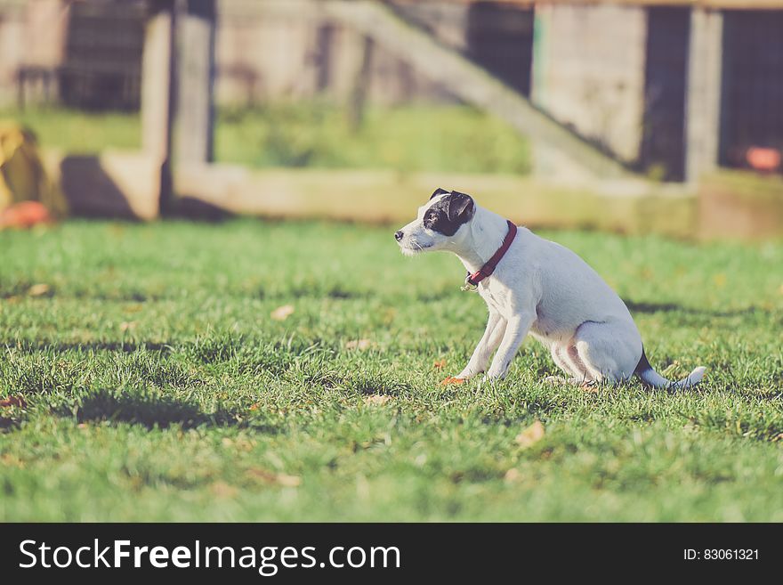 Selective Photo Of White And Black Dog At The Grassy Field