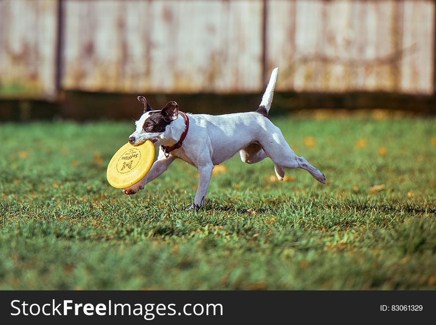 Black And White Jack Russell Terrier