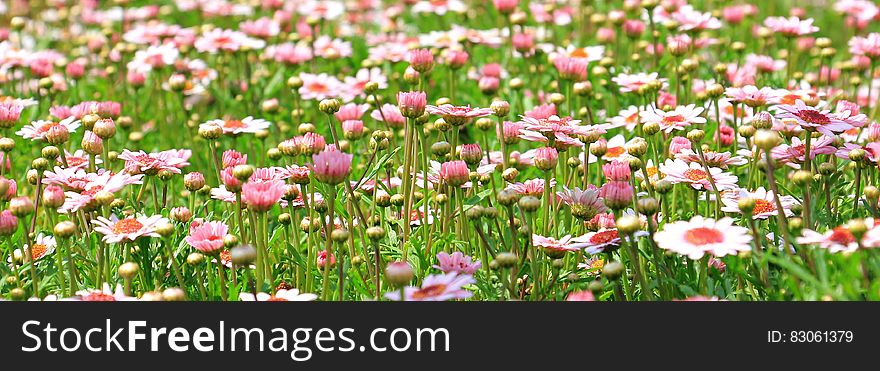 White and Pink Flower Field