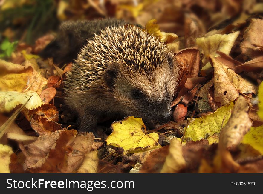 Brown and Black Hedgehog Standing on Brown Dry Leaved