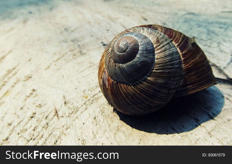Black and Brown Snail Shell on Beige Textile