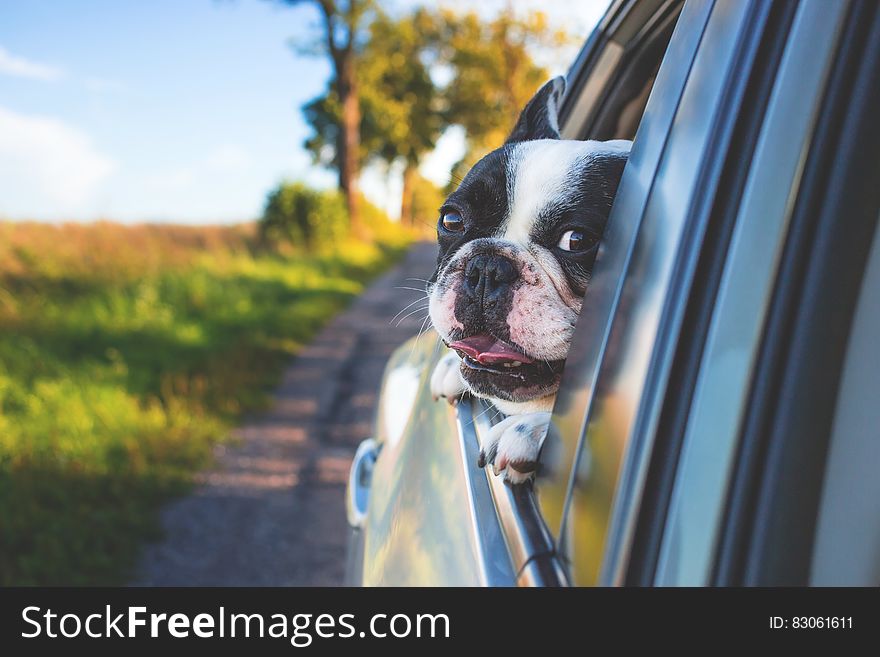 White and Black Short Coat Puppy on Black Window Car