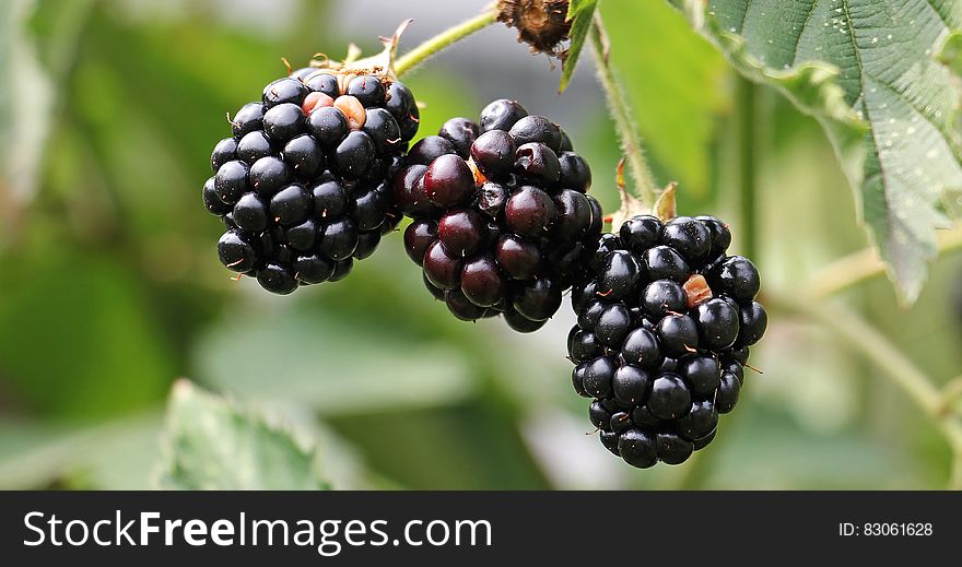 Close up of fresh ripe blackberries on green bush. Close up of fresh ripe blackberries on green bush.