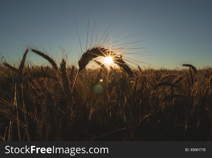 Close up of cereal crop showing mature spikes with sunlight just peeping over the horizon producing magical rays of golden light, pale blue sky. Close up of cereal crop showing mature spikes with sunlight just peeping over the horizon producing magical rays of golden light, pale blue sky.