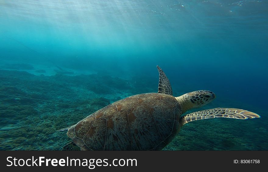 Sea turtle portrait swimming underwater with sunlight. Sea turtle portrait swimming underwater with sunlight.