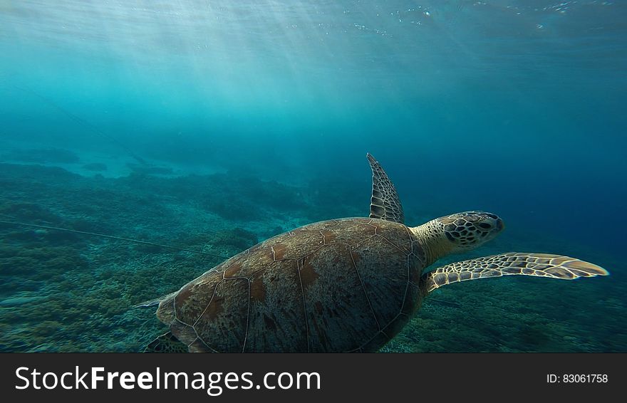 Turtle underwater