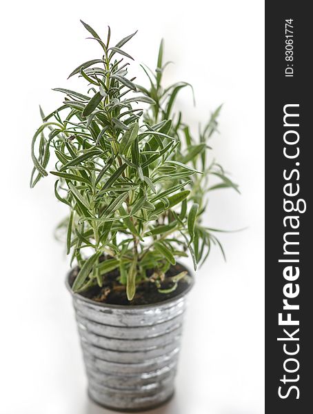 A potted rosemary plant with white background.