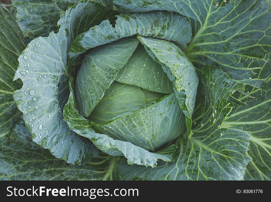 Headed Cabbage