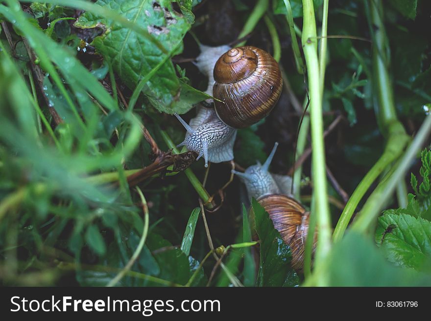 A group of snails on wet grass. A group of snails on wet grass.