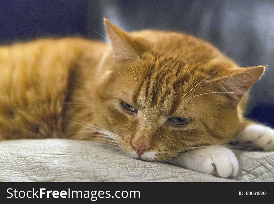 A ginger tabby cat resting. A ginger tabby cat resting.