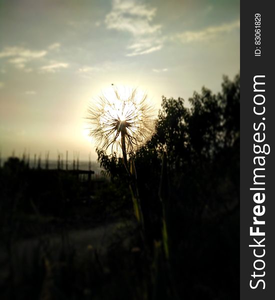 A dandelion flower with the sun setting behind it. A dandelion flower with the sun setting behind it.