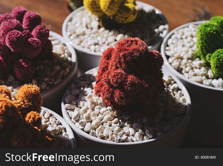 Pots of colorful cactus in white rocks. Pots of colorful cactus in white rocks.