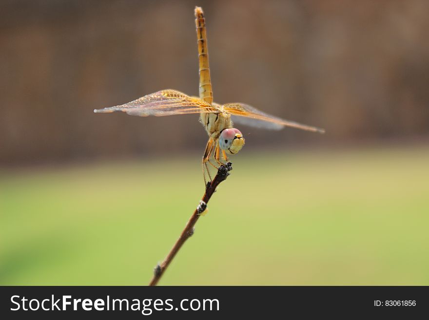 Orange dragonfly perched on branch on sunny day. Orange dragonfly perched on branch on sunny day.