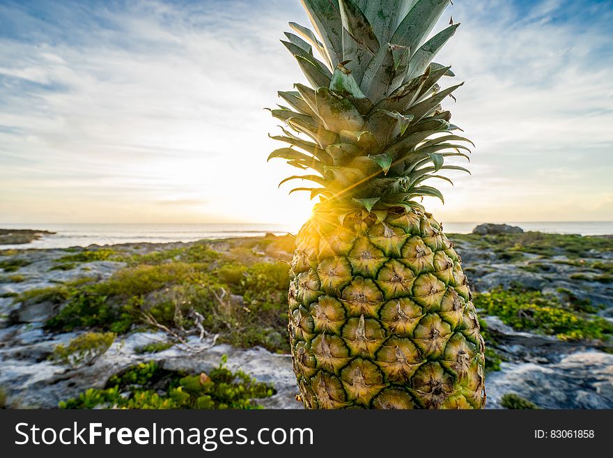 Fresh whole ripe pineapple on rocky shores at sunrise. Fresh whole ripe pineapple on rocky shores at sunrise.