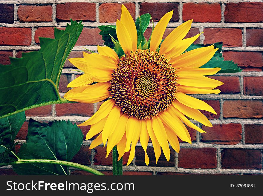 Sunflower bloom and leaves against brick wall. Sunflower bloom and leaves against brick wall.