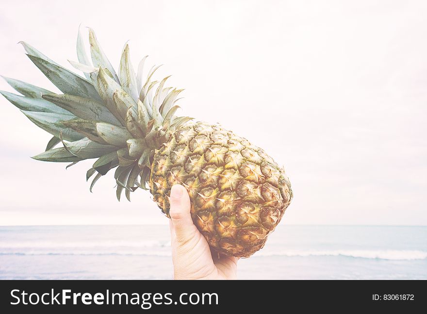 Hand holding fresh whole pineapple against beach on sunny day. Hand holding fresh whole pineapple against beach on sunny day.