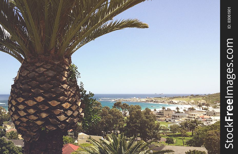 Palm Tree Over Coastline