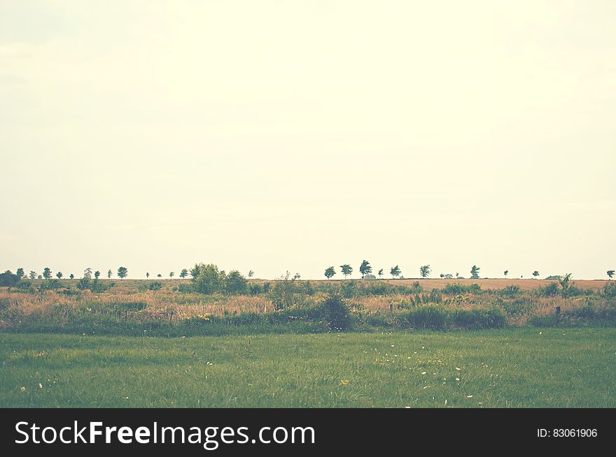 Green rural meadow on sunny day. Green rural meadow on sunny day.