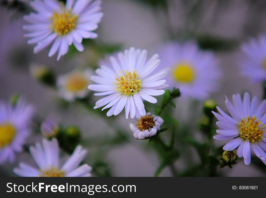 Close up of purple chamomile flowers in sunny garden.