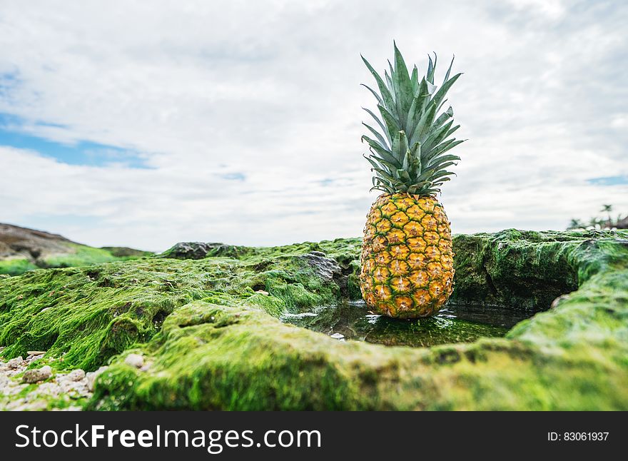 Pineapple in green field against blue skies with clouds.