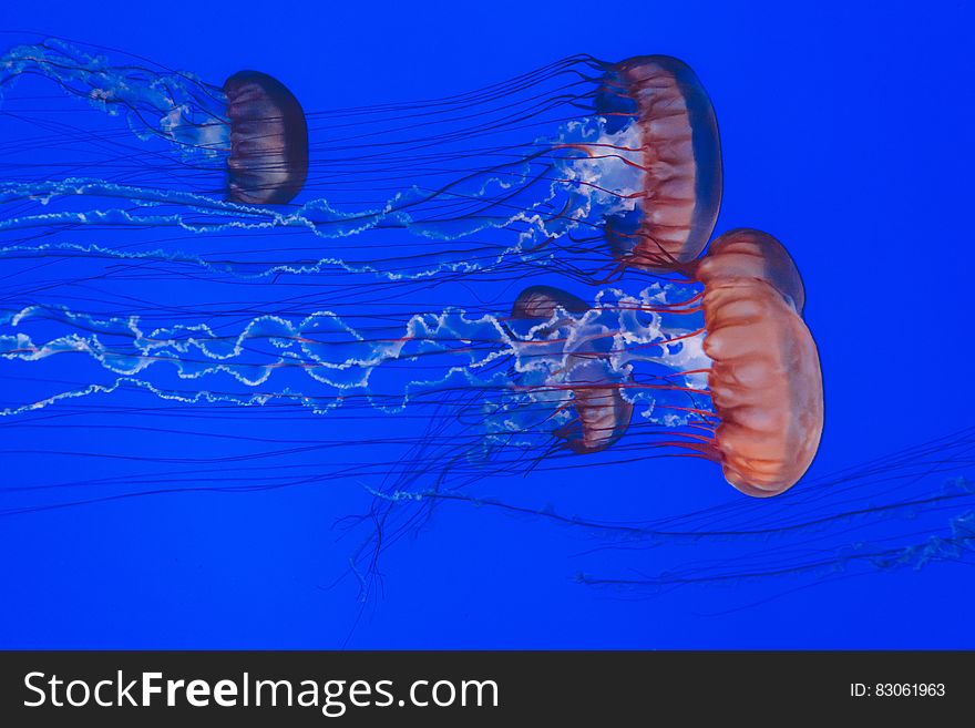 A swarm of jellyfish swimming in the sea. A swarm of jellyfish swimming in the sea.