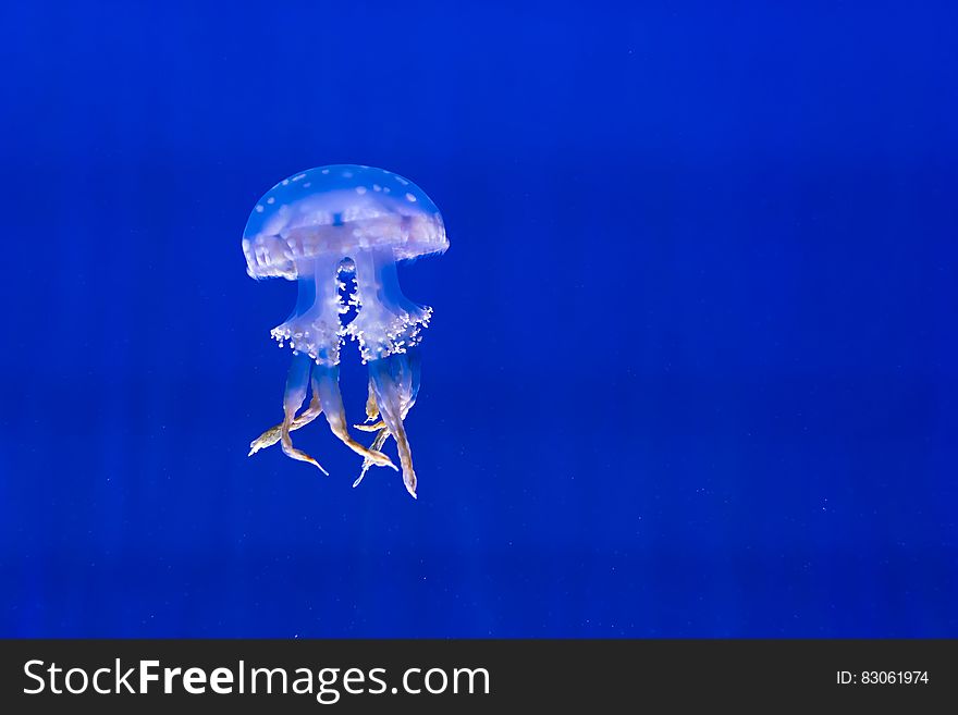 A white-spotted jellyfish swimming underwater.