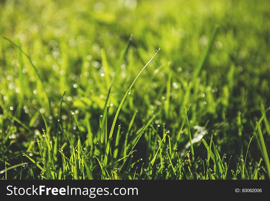 Macro Photography of Green Grass Field With Rain Drops