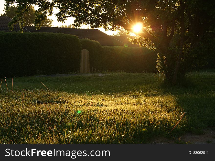 Sun setting behind trees in grassy backyard. Sun setting behind trees in grassy backyard.