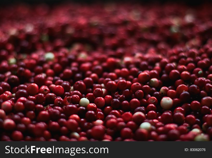 Harvested Cranberries