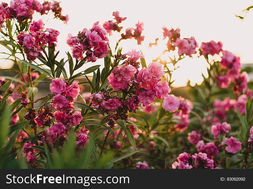 A Nerium oleander bush with blooming red flowers. A Nerium oleander bush with blooming red flowers.